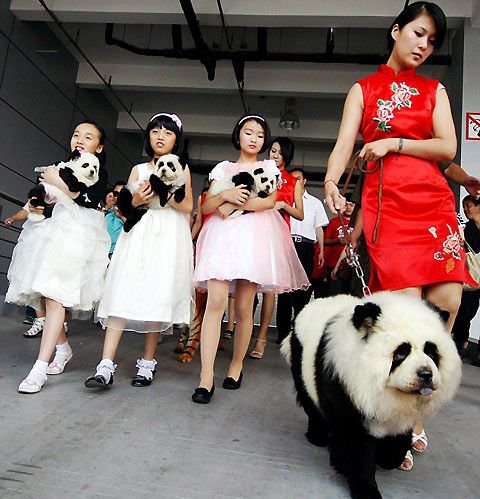 Latest Chinese Craze For Dogs