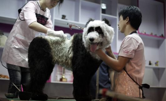 Latest Chinese Craze For Dogs