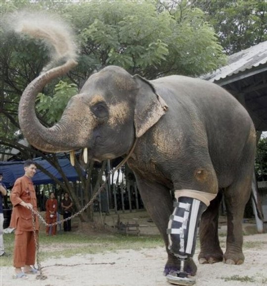 Elephant In Thailand Gets New Prosthetic Leg