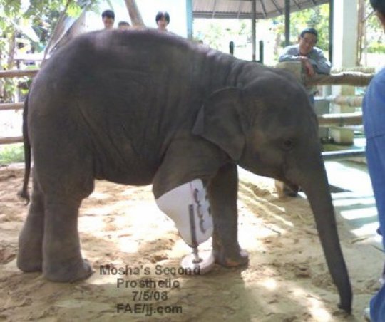 Elephant In Thailand Gets New Prosthetic Leg