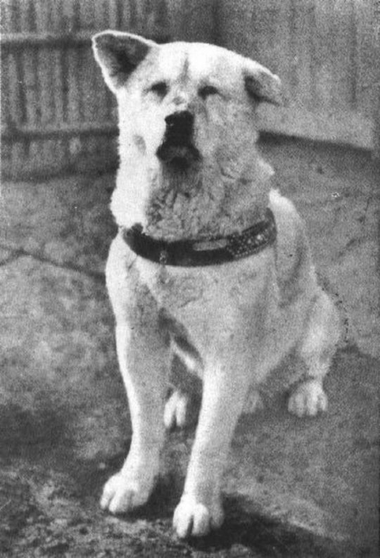 Hachiko – The loyal Dog