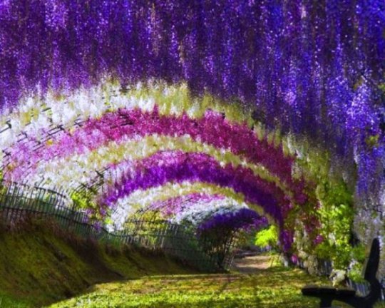 Wisteria Tunnel at Kawachi Fuji Gardens,  Kitakyushu,  Japan