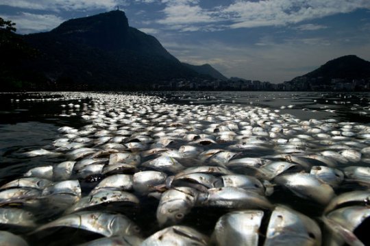 65 tonnes of dead fish clog Rio