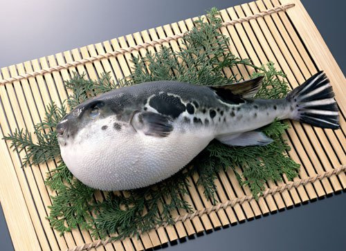 Puffer Fish - Fugu,  Japan