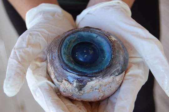 The Giant Swordfish Eyeball in Florida
