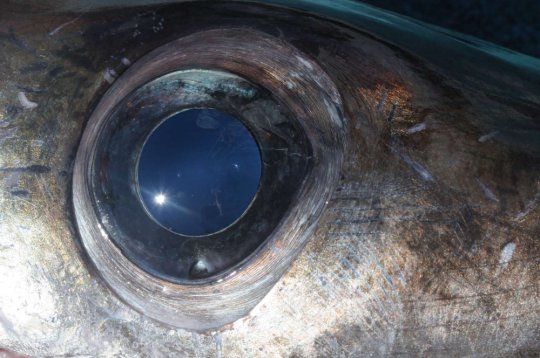 The Giant Swordfish Eyeball in Florida
