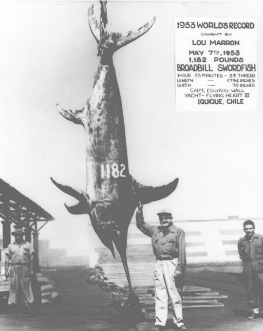Giant Swordfish (world Record) Lou Marron