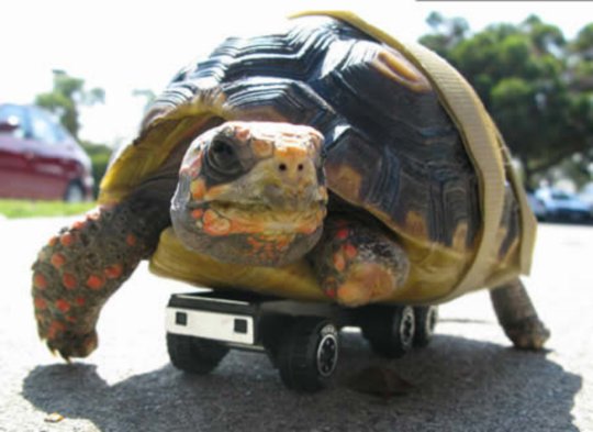 Tonka,  the Turtle on Wheels