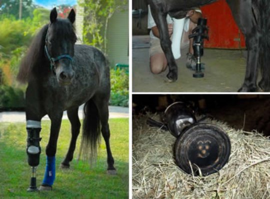 Molly,  the Horse With A Prosthetic Leg