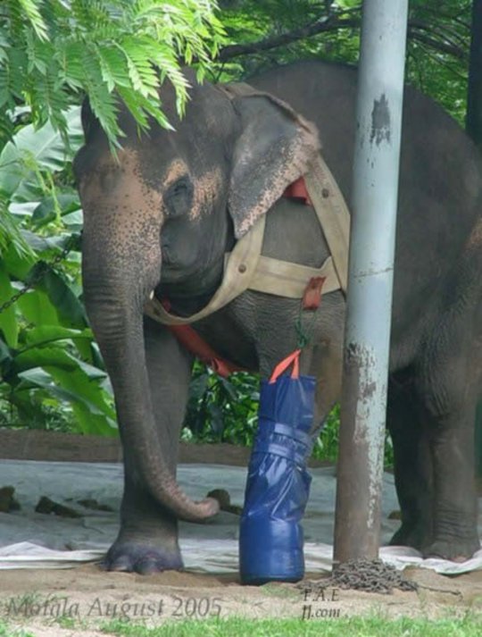 Motala,  the elephant with a bag of woods