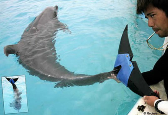 Fuji,  the Dolphin with a Rubber Tail
