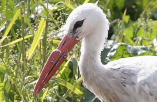 Uzonka,  the Stork with a Prosthetic bill