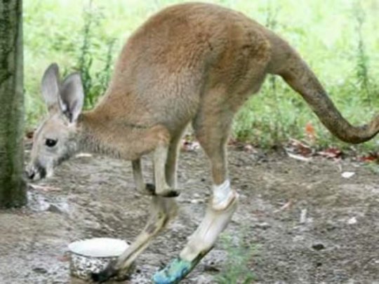Stumpy,  the kangaroo with a Prosthetic Limb