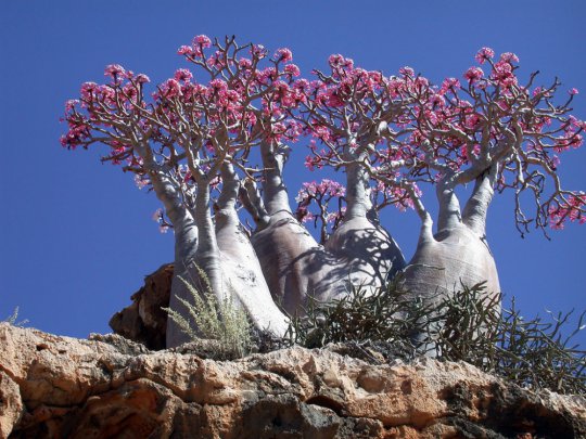 Socotra (Soqotra),  Yemen