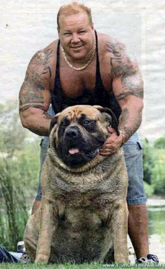 The Biggest Dog Of The World
