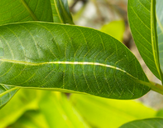 Caterpillar In Green