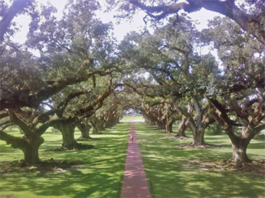 Entrance to the Oak Alley in Louisiana,  USA