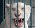 კაცი დააკავეს 14 თეთრი ლომის შენახვისთვის  ( ფოტოკოლაჟი )