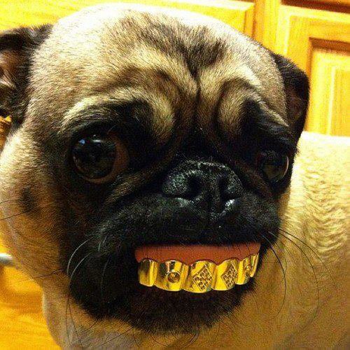 ძაღლმა ოქროს კბილები ჩაისვა