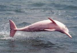 ვარდისფერი დელფინი