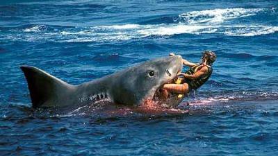 სეიშელის კუნძულებზე, ბრიტანელი ტურისტი ზვიგენმა იმსხვერპლა