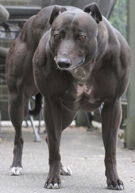 ყველაზე კუნთიანი ძაღლი მსოფლიოში