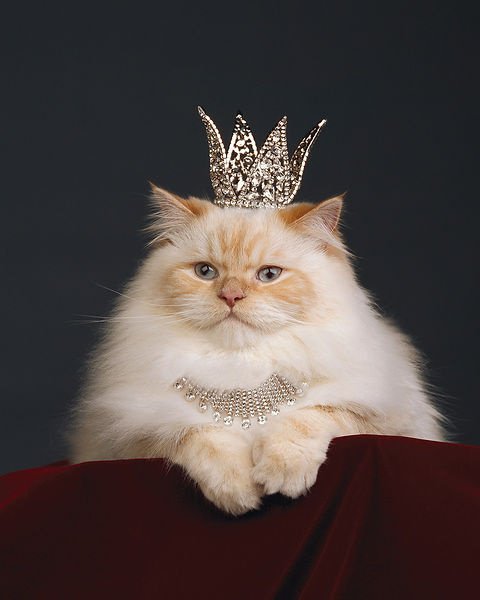 კატა დედოფალი