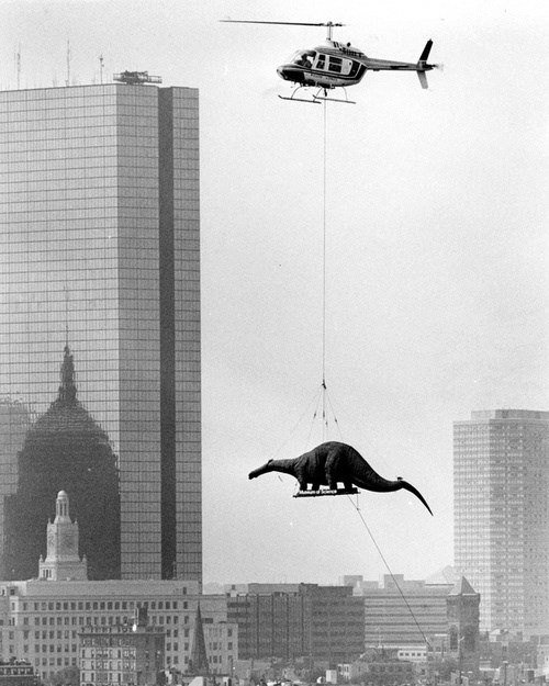 დინოზავრის გადატანა ბოსტონის მეცნიერებათა მუზეუმში. 1984 წელი