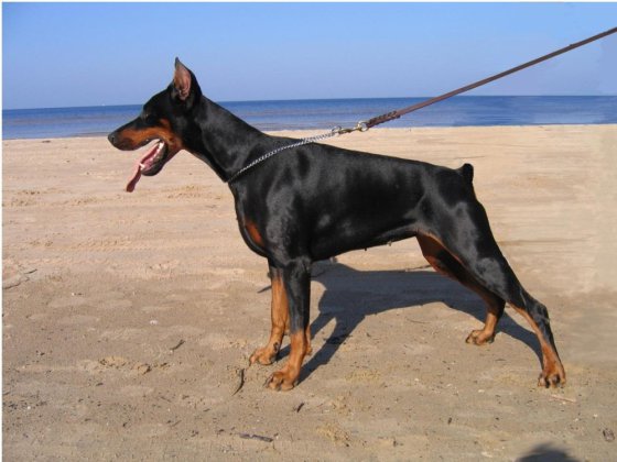 Doberman Pinscher