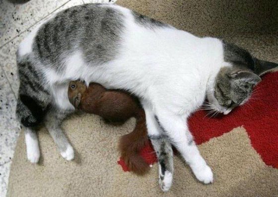 კატა პატარა ციყვს ძუძუთი კვებავს