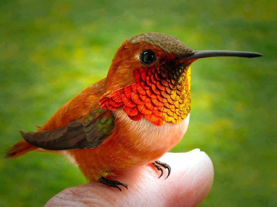 Bee Hummingbird, იგივე Zunzuncito