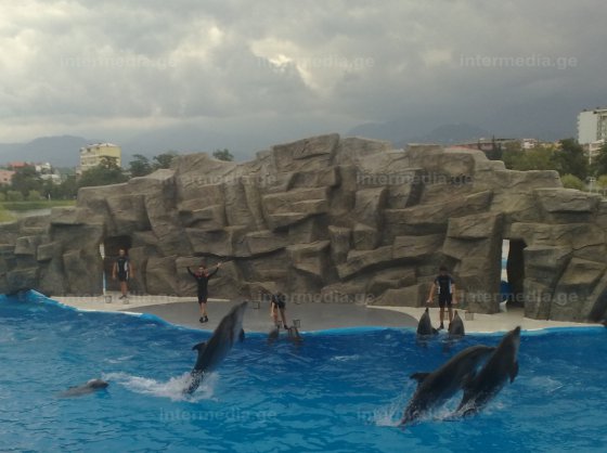 დელფინები ბათუმის დელფინარიუმში