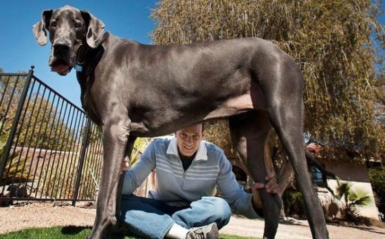 ამერიკელი ძაღლი სახელად ზევსი რომლის სიმაღლე 1.12 მერტია.