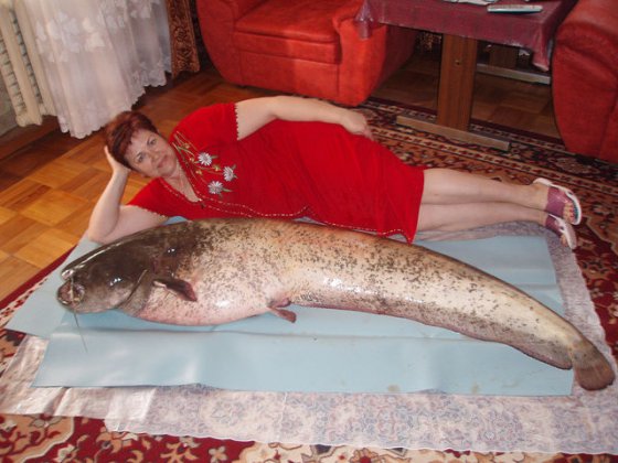 სურათის ინფორმაციით ქმარმა დაიჭირა ეს თევზი და დაბადების დღეზე მიართვა