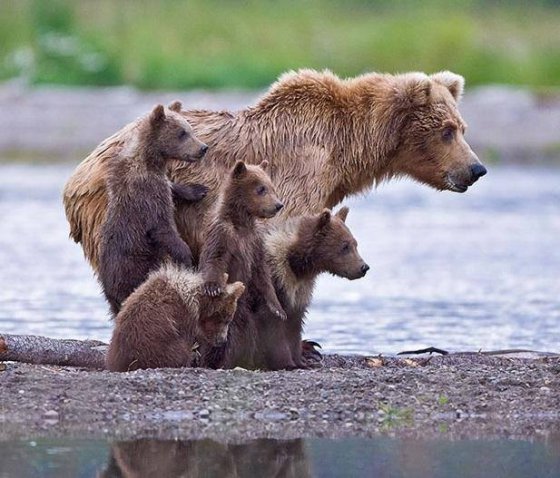 დათვი შვილებთან ერთად