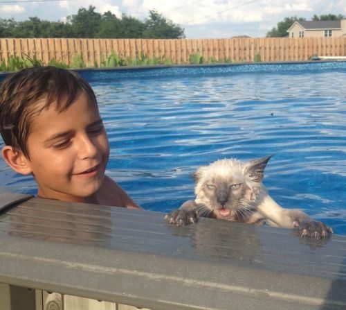 ცურვისგან გათანგული კატა