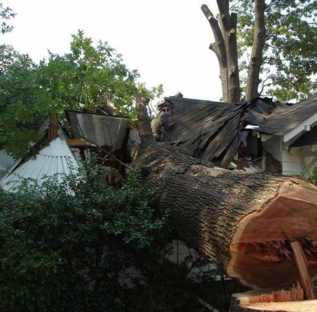 მოჭრილი ხე და დაპრესილი სახლი