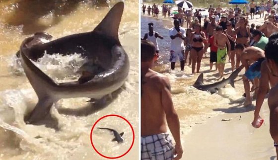 კარგად დაუკვირდით ამ ფოტოს - ფლორიდაში ზვიგენი ხელით დაიჭირეს