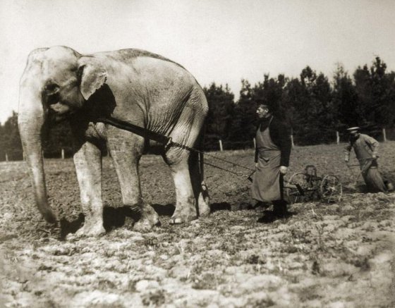 ბულგარეთში ზოოპარკიდან გამოყვანილი სპილო გუთანში შეაბეს