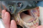 თევზი პაკუ ითვლება პირანიების ნათესავად და გამოირჩევა ადამიანის მსგავსი კბილებით