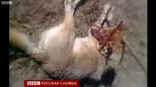 56 წლის დაღესტანელმა ქალმა გააფთრებული მგელი მოკლა