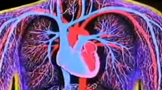 გულის მუშაობა 3D ანიმაცია