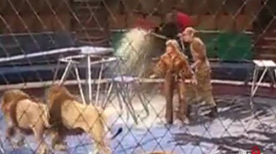 ცირკში გაგიჟებული ლომები დაესხდნენ ადამიანს