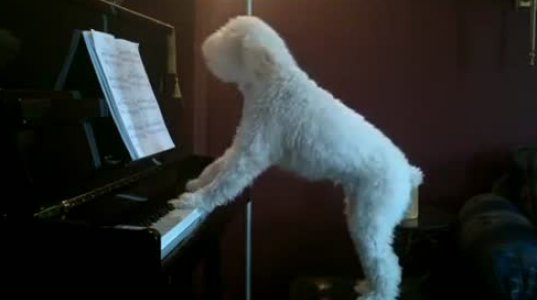 ძაღლი მღერის და უკრავს პიანინოზე