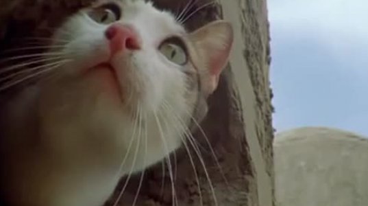 იდუმალი კატები - ბიბისის დოკუმეტური ფილმი