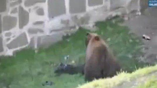 დათვი ჭამს კაცს
