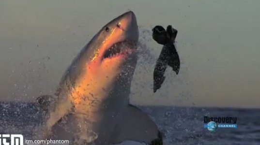თეთრი ზვიგენის ნადირობა